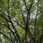 Acer cissifolium Hábito