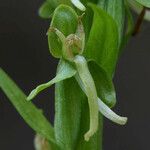 Platanthera sparsiflora Flower