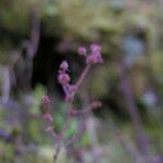 Saxifraga strigosa Buveinė