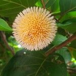 Nauclea latifolia Frukto