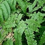 Adiantum pedatum Habit