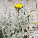 Achillea clypeolata Flower