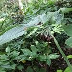 Podophyllum versipelle Foglia