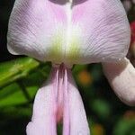 Gliricidia sepium Flower