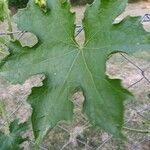 Luffa cylindrica برگ