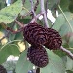 Alnus cordata Fruit