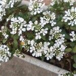 Iberis semperflorens Çiçek