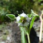 Trichodesma indicum Çiçek