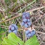 Rubus caesius Fruto