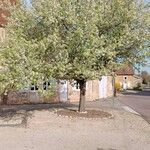 Pyrus calleryana Habit