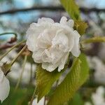 Prunus cerasus Kukka