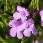 Satureja subspicata Flower