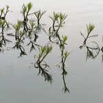 Myriophyllum spicatum Лист