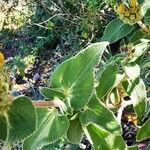 Phlomis cypria Hoja