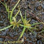 Cyperus flavescens Arall