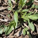 Coreopsis auriculata 叶