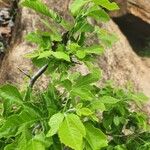 Allophylus rubifolius Leaf