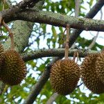 Durio zibethinus Fruit