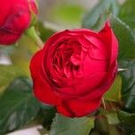 Rosa lucieae Цвят
