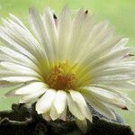 Astrophytum myriostigma Цветок