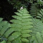 Cyathea arborea