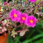 Portulaca umbraticola फूल