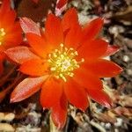 Rebutia heliosa Flower