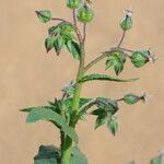 Trichodesma africanum Otro