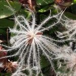 Dryas octopetala Fruit