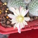 Rebutia heliosa Flower