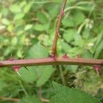 Rubus geniculatus Casca