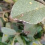 Crotalaria retusa Folha