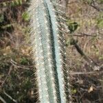 Pilosocereus pachycladus Hostoa