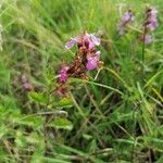 Teucrium chamaedrysFlower