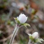 Pulsatilla alpinaKwiat