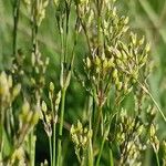 Eremogone longifolia Flower