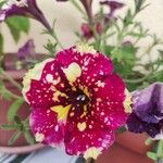 Petunia x atkinsiana Flors