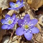 Anemone hepatica Flower