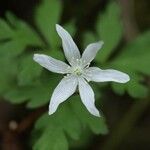 Anemone nikoensis Blomma