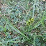 Carex vulpina Habit