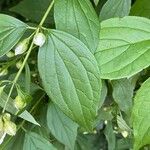 Philadelphus inodorus Blad