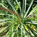 Beschorneria yuccoides Leaf