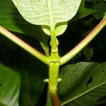 Cinchona pubescens Blatt