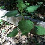 Urtica chamaedryoides List