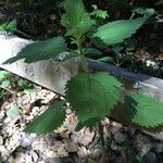 Urtica chamaedryoides Blatt