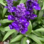 Salvia farinaceaBlüte