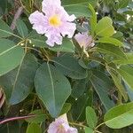 Tabebuia pallidaFlower