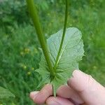 Crepis paludosa Листок