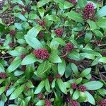 Skimmia japonica Blad