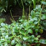 Peperomia glabella Blomst